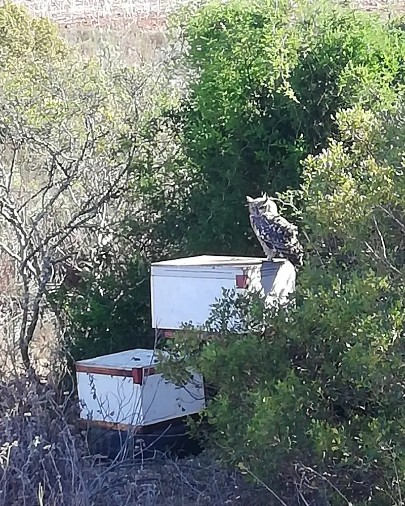 SCBIA - SKBBV Southern Cape Bee Ind. Association - Suid-Kaap Byebedryf Vereniging Owl on Beehive