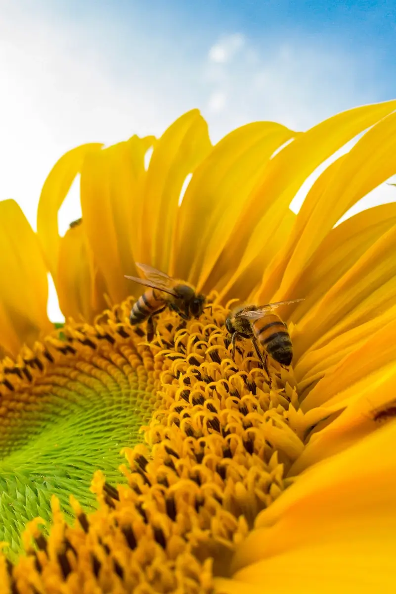 Southern Cape Bee Ind. Association - Suid-Kaap Byebedryf Vereniging (Bee of Sunflower)