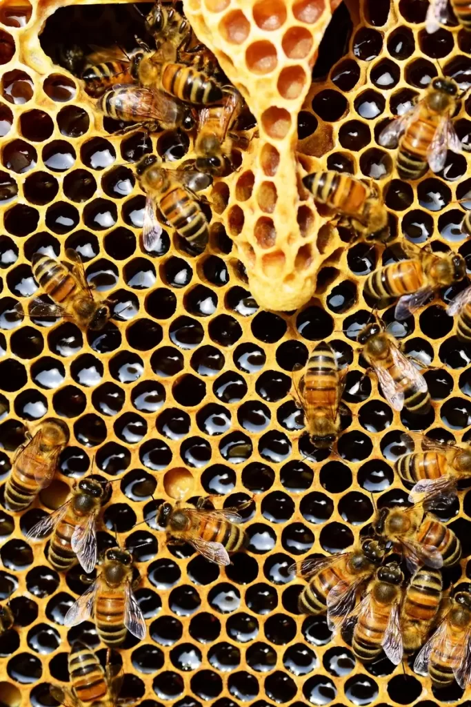 Southern Cape Bee Ind. Association - Suid-Kaap Byebedryf Vereniging (Bees)
