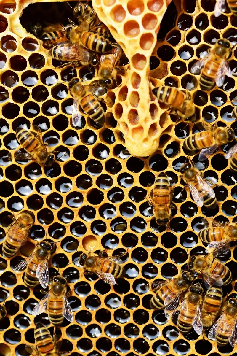 Southern Cape Bee Ind. Association - Suid-Kaap Byebedryf Vereniging (Bees)