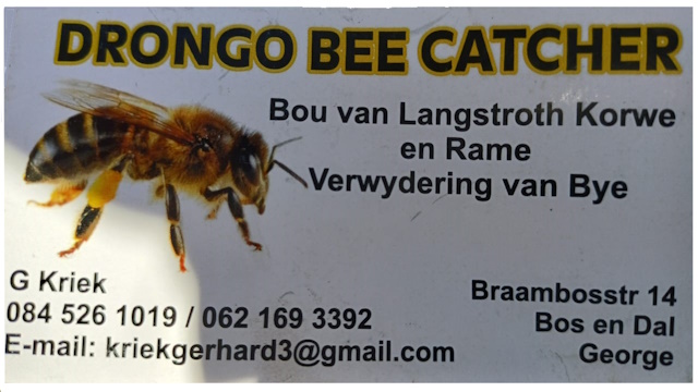 Drongo Bee Catcher in George